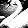 NeueVol1-thumb.jpg